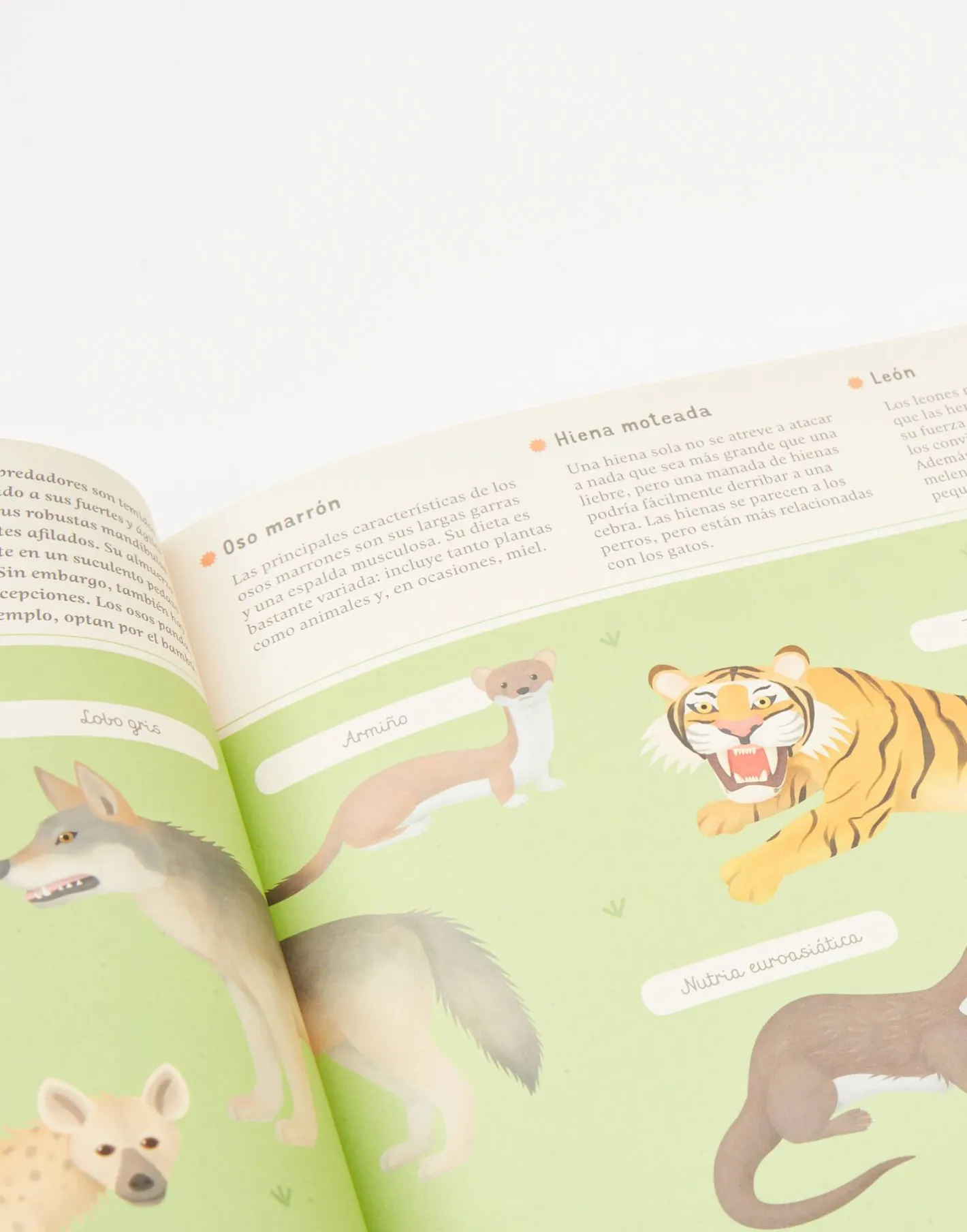 Natura Selection Enciclopedia De Animales Para Jóvenes Lectores